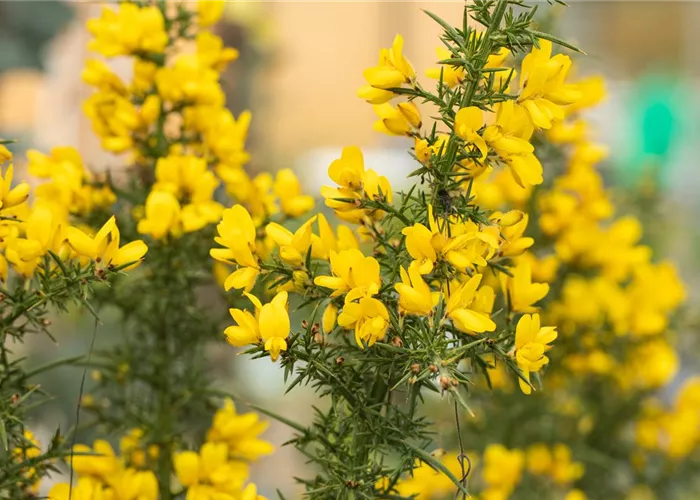 Pflanzzservice Pflanzzservice