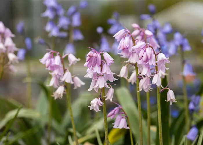 Gartenberatung Gartenberatung