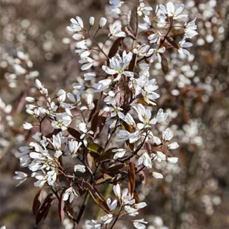 Amelanchier lamarckii (GS476792.jpg)