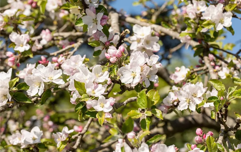 Malus Hybride (GS660909.jpg)