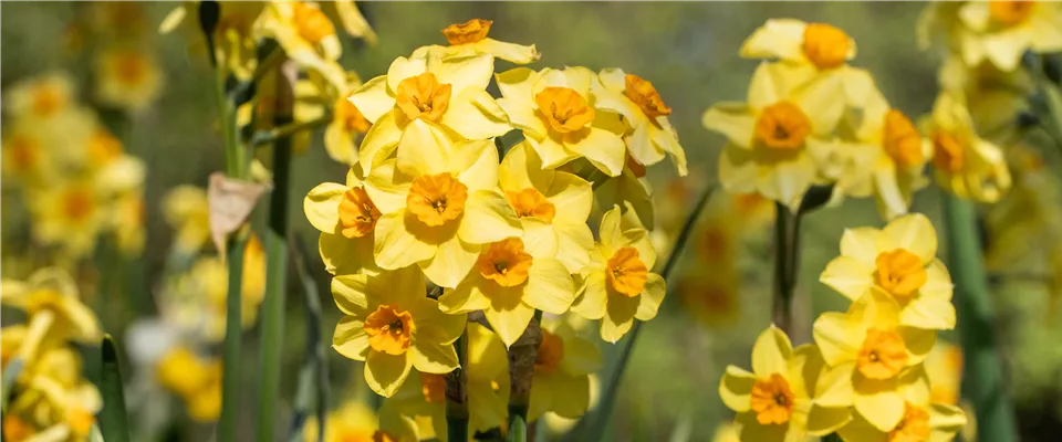 Narcissus tazetta (GS660929.jpg)