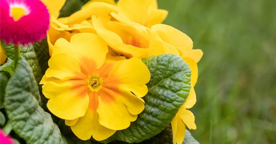 Primula vulgaris, gelb (GS657417.jpg)