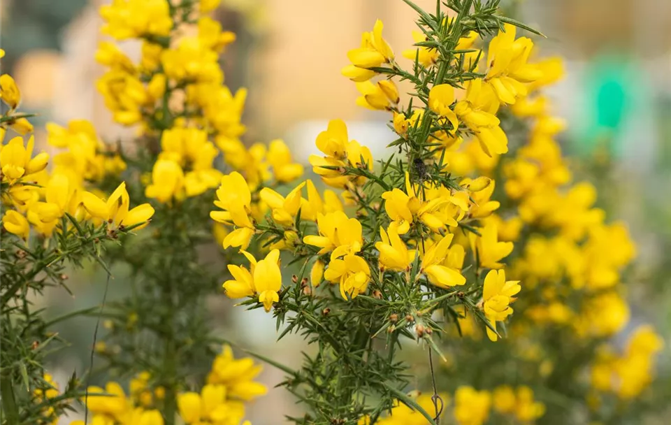 Ulex europaeus (GS660305.jpg)