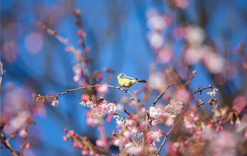 Vogel auf Baum (GS654351.jpg)