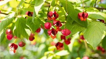 Euonymus europaeus 'Red Cascade' (GS643585.jpg)