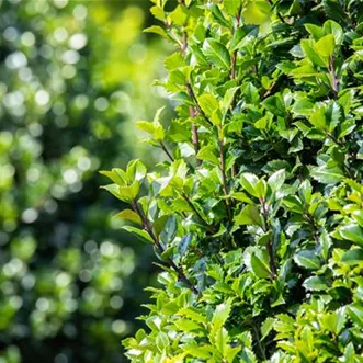 Ilex meserveae 'Heckenstar'(s) (GS649591.jpg)