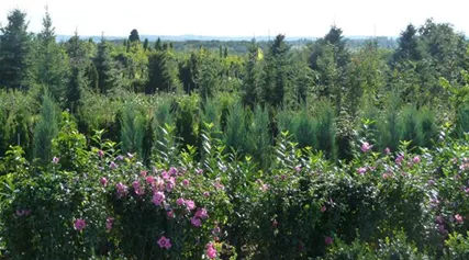 hibiscus sträucher Feld.JPG